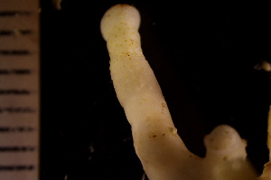  (Myriaporidae - BGE_00264_H09)  @11 [ ] Creative Commons  Attribution Non-Commercial Share-Alike (2025) NTNU University Museum, Department of Natural History NTNU University Museum, Department of Natural History
