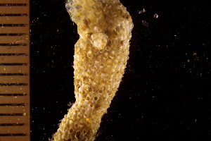  (Cheiloporinidae - BGE_00264_G07)  @11 [ ] Creative Commons  Attribution Non-Commercial Share-Alike (2025) NTNU University Museum, Department of Natural History NTNU University Museum, Department of Natural History