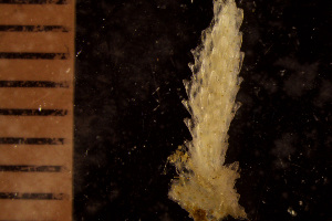  (Cystisella - BGE_00264_G06)  @11 [ ] Creative Commons  Attribution Non-Commercial Share-Alike (2025) NTNU University Museum, Department of Natural History NTNU University Museum, Department of Natural History