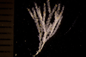  (Aquilonella paenulata - BGE_00264_G05)  @11 [ ] Creative Commons  Attribution Non-Commercial Share-Alike (2025) NTNU University Museum, Department of Natural History NTNU University Museum, Department of Natural History