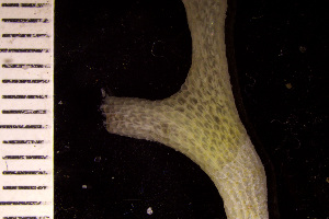  (Parasmittina - BGE_00264_G09)  @11 [ ] Creative Commons  Attribution Non-Commercial Share-Alike (2025) NTNU University Museum, Department of Natural History NTNU University Museum, Department of Natural History