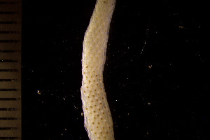  (Smittinidae - BGE_00264_G12)  @11 [ ] Creative Commons  Attribution Non-Commercial Share-Alike (2025) NTNU University Museum, Department of Natural History NTNU University Museum, Department of Natural History