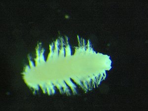  (Sirsoe - BGE_00239_H10)  @11 [ ] Creative Commons BY NC SA (2025) University of Bergen Natural History Collections