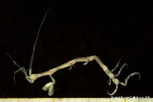  (Caprella microtuberculata - BGE_00238_G07)  @11 [ ] Creative Commons BY-SA (2025) University of Bergen Natural History Collections