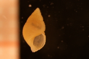  (Alvania beani - BGE_00246_E04)  @11 [ ] Creative Commons BY-SA (2024) University of Bergen Natural History Collections