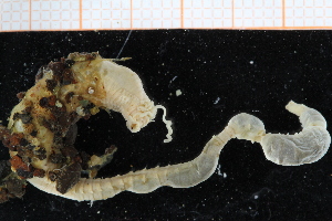  ( - BGE_00239_A09)  @11 [ ] Creative Commons BY NC SA (2025) University of Bergen Natural History Collections