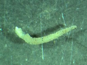  ( - BGE_00237_D02)  @11 [ ] Creative Commons BY NC SA (2025) University of Bergen Natural History Collections