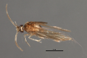  ( - RBCAD-1781)  @11 [ ] CreativeCommons - Attribution (2008) CBG Photography Group Centre for Biodiversity Genomics