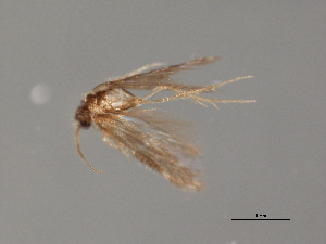  ( - RBCAD-1819)  @11 [ ] CreativeCommons - Attribution (2008) CBG Photography Group Centre for Biodiversity Genomics