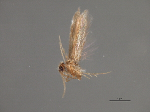  ( - RBCAD-1822)  @13 [ ] CreativeCommons - Attribution (2008) CBG Photography Group Centre for Biodiversity Genomics