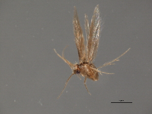  ( - RBCAD-1823)  @13 [ ] CreativeCommons - Attribution (2008) CBG Photography Group Centre for Biodiversity Genomics