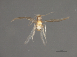  ( - RBCAD-1824)  @11 [ ] CreativeCommons - Attribution (2008) CBG Photography Group Centre for Biodiversity Genomics