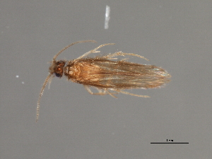  ( - RBCAD-1828)  @13 [ ] CreativeCommons - Attribution (2008) CBG Photography Group Centre for Biodiversity Genomics