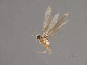  ( - RBCAD-1854)  @11 [ ] CreativeCommons - Attribution (2008) CBG Photography Group Centre for Biodiversity Genomics