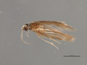  ( - RBCAD-1857)  @11 [ ] CreativeCommons - Attribution (2008) CBG Photography Group Centre for Biodiversity Genomics