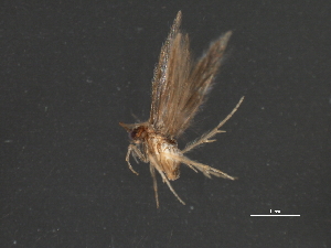  ( - RBCAD-1973)  @11 [ ] CreativeCommons - Attribution (2009) CBG Photography Group Centre for Biodiversity Genomics