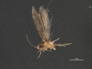  ( - RBCAD-1974)  @14 [ ] CreativeCommons - Attribution (2009) CBG Photography Group Centre for Biodiversity Genomics