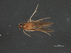  ( - RBCAD-1989)  @11 [ ] CreativeCommons - Attribution (2009) CBG Photography Group Centre for Biodiversity Genomics