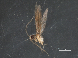  ( - RBCAD-2019)  @11 [ ] CreativeCommons - Attribution (2009) CBG Photography Group Centre for Biodiversity Genomics