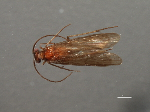  (Chimarra adella - RBCAD-2064)  @11 [ ] CreativeCommons - Attribution (2009) CBG Photography Group Centre for Biodiversity Genomics