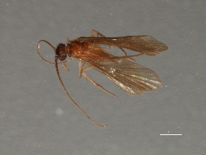  ( - RBCAD-2066)  @13 [ ] CreativeCommons - Attribution (2009) CBG Photography Group Centre for Biodiversity Genomics