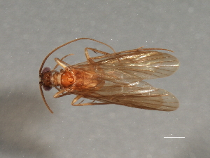  ( - RBCAD-2081)  @11 [ ] CreativeCommons - Attribution (2009) CBG Photography Group Centre for Biodiversity Genomics
