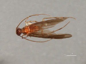  ( - RBCAD-2088)  @11 [ ] CreativeCommons - Attribution (2009) CBG Photography Group Centre for Biodiversity Genomics