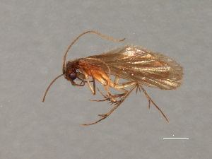  ( - RBCAD-2090)  @11 [ ] CreativeCommons - Attribution (2009) CBG Photography Group Centre for Biodiversity Genomics