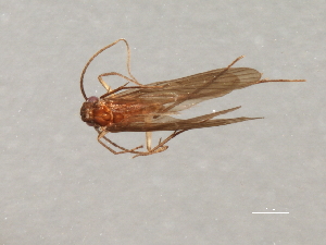  ( - RBCAD-2095)  @13 [ ] CreativeCommons - Attribution (2009) CBG Photography Group Centre for Biodiversity Genomics