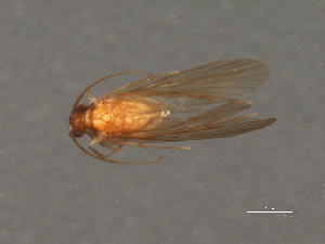  ( - RBCAD-2110)  @11 [ ] CreativeCommons - Attribution (2009) CBG Photography Group Centre for Biodiversity Genomics