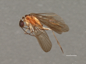  ( - RBCAD-2113)  @11 [ ] CreativeCommons - Attribution (2009) CBG Photography Group Centre for Biodiversity Genomics