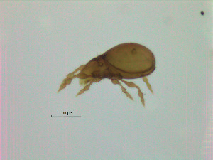  (Oppiella sp. AS1 - NFO_UIB_721)  @11 [ ] Copyright (2019) Bergen Museum Bergen Museum