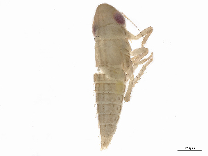  ( - 08JUN22-9B-3)  @11 [ ] CreativeCommons - Attribution Share-Alike (2024) CBG Photography Group Centre for Biodiversity Genomics