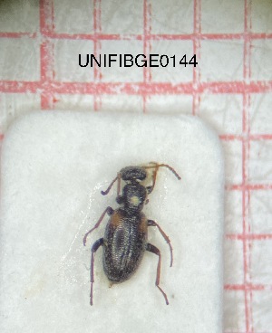  (Anthicus fenestratus - UNIFIBGE0144)  @11 [ ] CreativeCommons  Attribution Non-Commercial Share-Alike (2023) Claudia Bruschini UNIFI