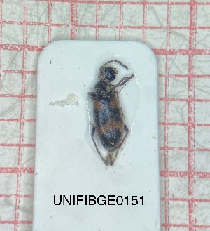  (Anthicus laeviceps - UNIFIBGE0151)  @11 [ ] CreativeCommons  Attribution Non-Commercial Share-Alike (2023) Claudia Bruschini UNIFI