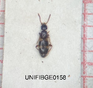  (Anthicus tristis - UNIFIBGE0158)  @11 [ ] CreativeCommons  Attribution Non-Commercial Share-Alike (2023) Claudia Bruschini UNIFI