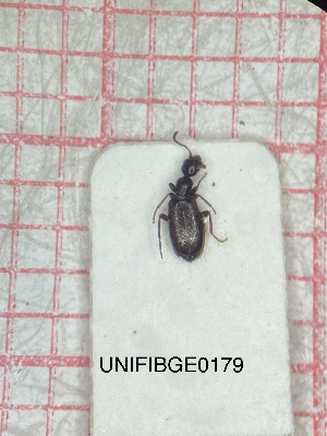  (Cyclodinus larvipennis - UNIFIBGE0179)  @11 [ ] CreativeCommons  Attribution Non-Commercial Share-Alike (2023) Claudia Bruschini UNIFI