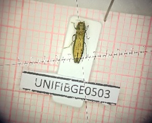  (Agrilus lineola - BGE_00426_C04)  @11 [ ] CreativeCommons  Attribution Non-Commercial Share-Alike (2024) Claudia Bruschini UNIFI