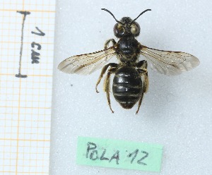  ( - BGE_00436_C12)  @11 [ ] CreativeCommons  Attribution Non-Commercial Share-Alike (2025) Alice Rispoli Università degli Studi di Firenze