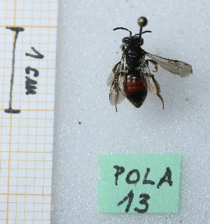  ( - BGE_00436_D01)  @11 [ ] CreativeCommons  Attribution Non-Commercial Share-Alike (2025) Alice Rispoli Università degli Studi di Firenze