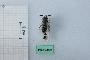  (Colletes carinatus - BGE_00439_G07)  @11 [ ] CreativeCommons  Attribution Non-Commercial Share-Alike (2025) Marco Bonifacino Università degli Studi di Firenze