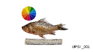  ( - UPSI_001)  @11 [ ] by (2020) Adibah binti Abu Bakar / Ramizah binti Abdull Rahman Genomic lab, Biology Dept, FSM, UPSI