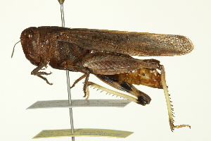  ( - 10BBORT-0138)  @13 [ ] CreativeCommons - Attribution (2010) CBG Photography Group Centre for Biodiversity Genomics