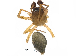  ( - F174119)  @11 [ ] CreativeCommons - Attribution (2018) CBG Photography Group Centre for Biodiversity Genomics
