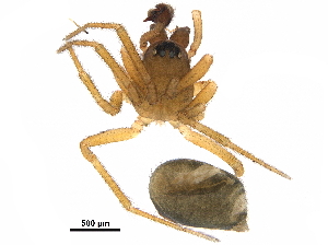  ( - F174120)  @11 [ ] CreativeCommons - Attribution (2018) CBG Photography Group Centre for Biodiversity Genomics
