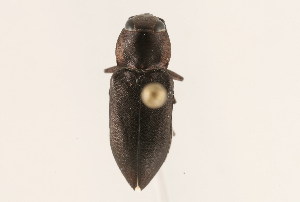  (Melanophila atropurpurea - 09BBCOL-1124)  @14 [ ] CreativeCommons - Attribution (2009) CBG Photography Group Centre for Biodiversity Genomics