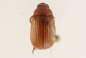  (Serica ochrosoma - 09BBCOL-1140)  @15 [ ] CreativeCommons - Attribution (2009) CBG Photography Group Centre for Biodiversity Genomics