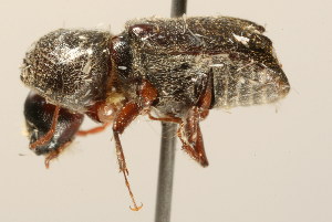  (Dendrobiella - 09BBCOL-1087)  @14 [ ] CreativeCommons - Attribution (2009) CBG Photography Group Centre for Biodiversity Genomics