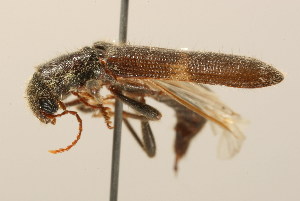  ( - 09BBCOL-1098)  @13 [ ] CreativeCommons - Attribution (2009) CBG Photography Group Centre for Biodiversity Genomics