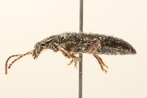  ( - 09BBCOL-1133)  @14 [ ] CreativeCommons - Attribution (2009) CBG Photography Group Centre for Biodiversity Genomics